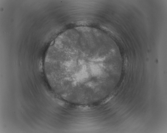 X0000078300502200612011838