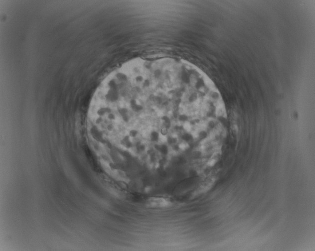 X0000078300519200612011838