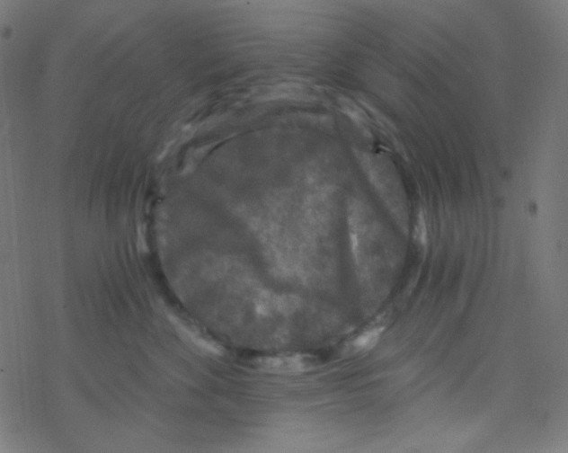 X0000078300524200612011838