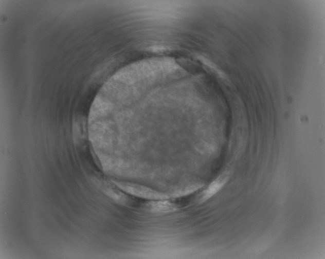 X0000078300528200612011838