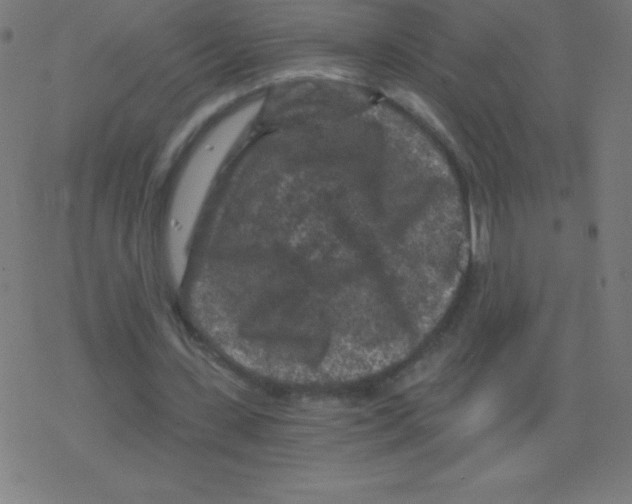 X0000078300531200612011837