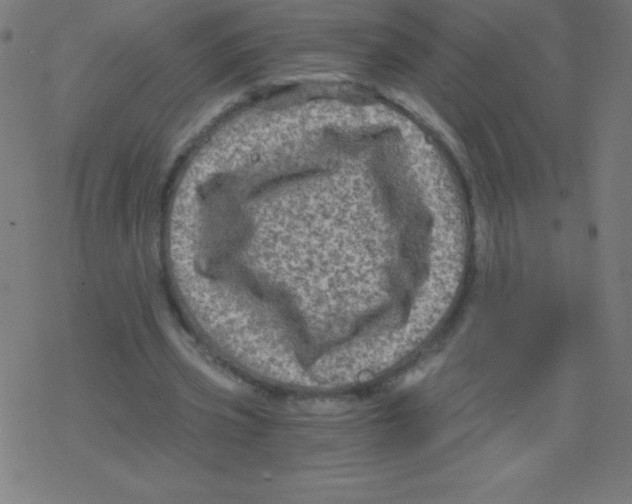 X0000078300533200612011837