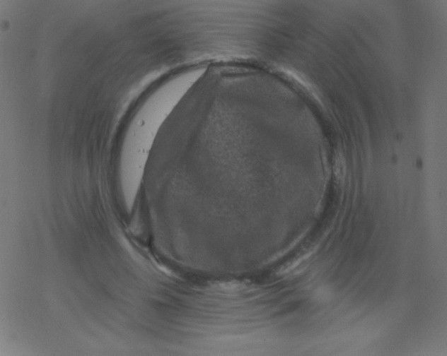 X0000078300540200612011837