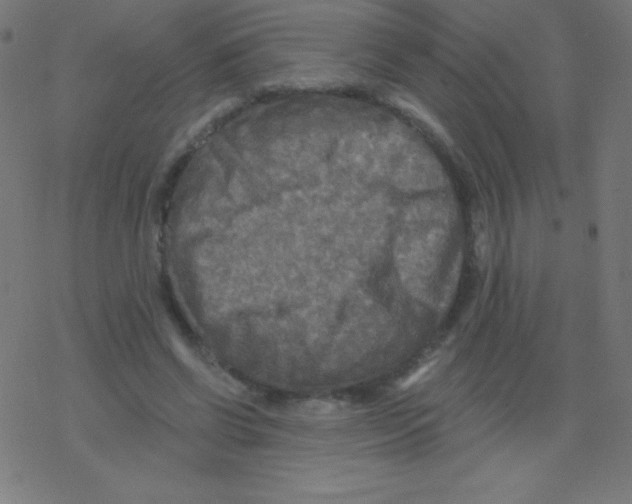 X0000078300542200612011837