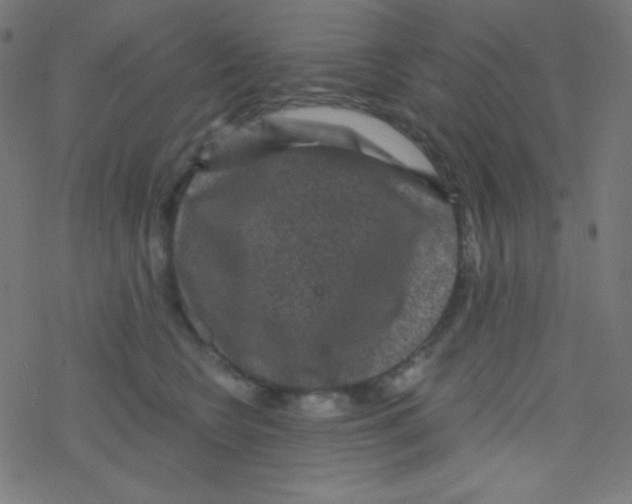 X0000078300566200612011837