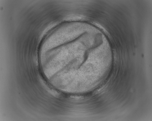 X0000078300582200612011837