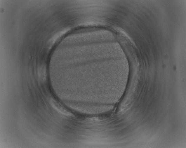 X0000078300588200612011837