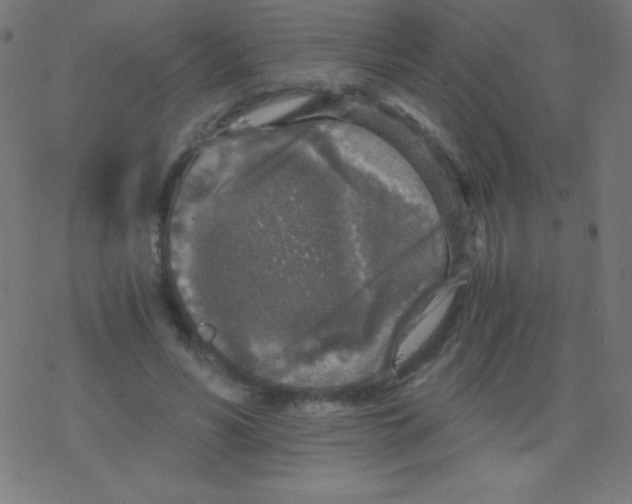 X0000078300590200612011837