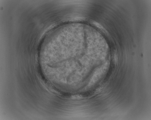 X0000078300591200612011836