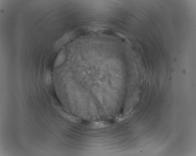 X0000078300623200612011836