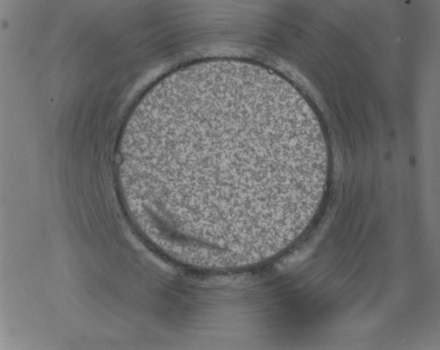 X0000078300625200612011835