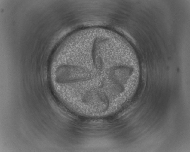 X0000078300631200612011835