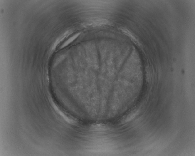 X0000078300634200612011835