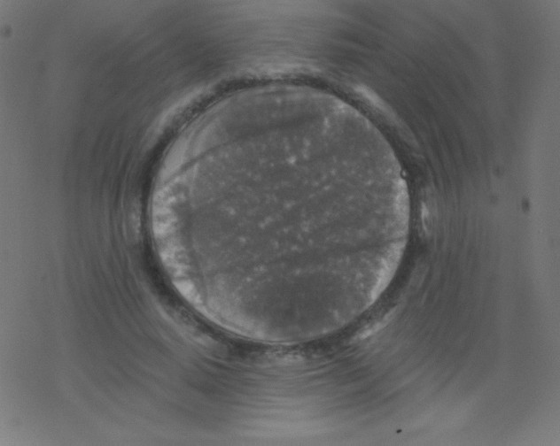 X0000078300640200612011835