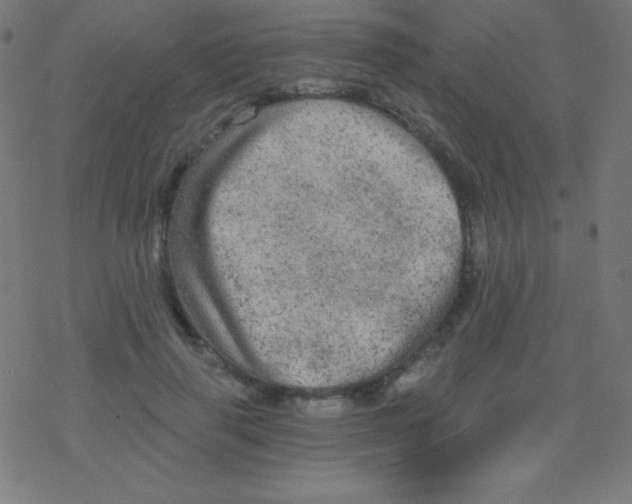 X0000078300645200612011836