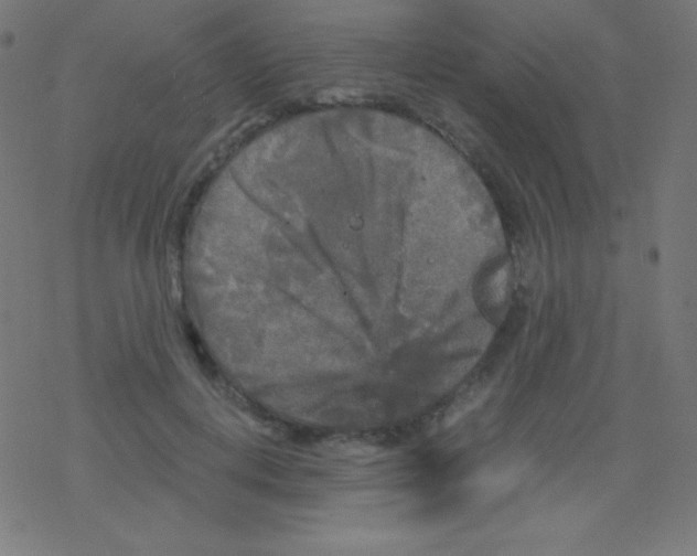 X0000078300648200612011836