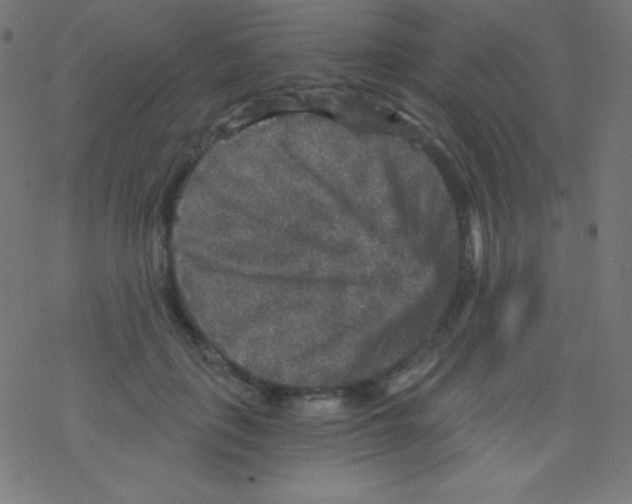 X0000078300651200612011836