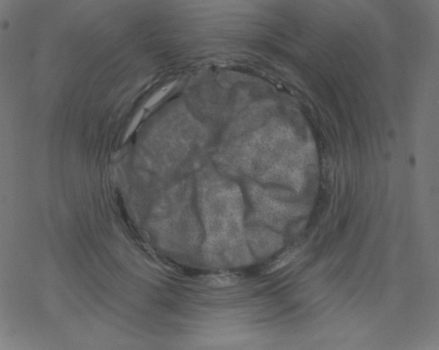 X0000078300652200612011836