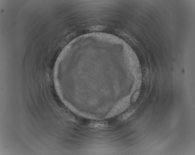 X0000078300655200612011836