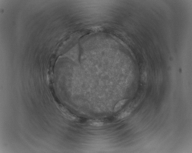 X0000078300658200612011836