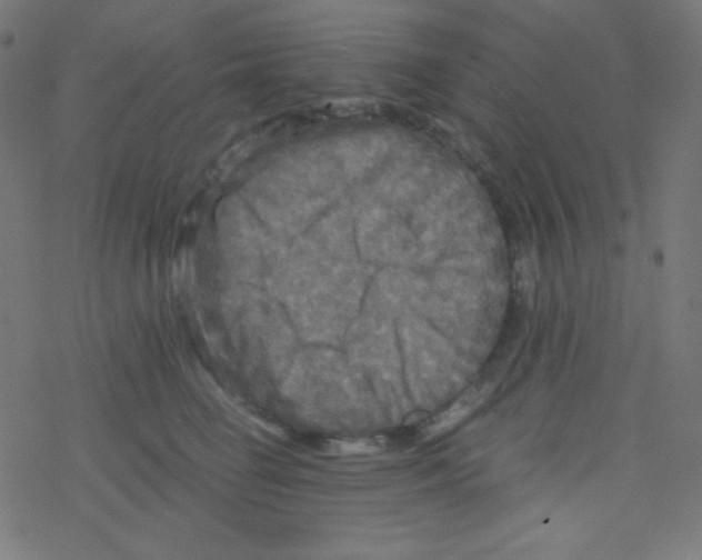 X0000078300662200612011836