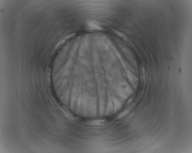 X0000078300664200612011836