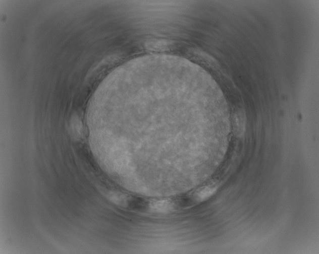 X0000078300705200612011835