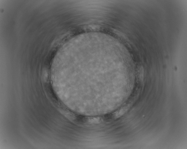 X0000078300709200612011835