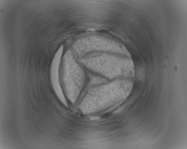 X0000078300719200612011834