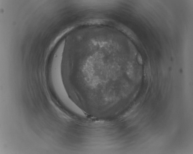 X0000078300722200612011834