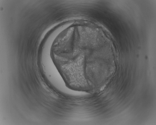 X0000078300724200612011834