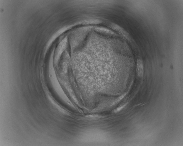 X0000078300726200612011834