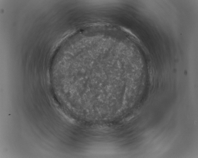 X0000078300729200612011834