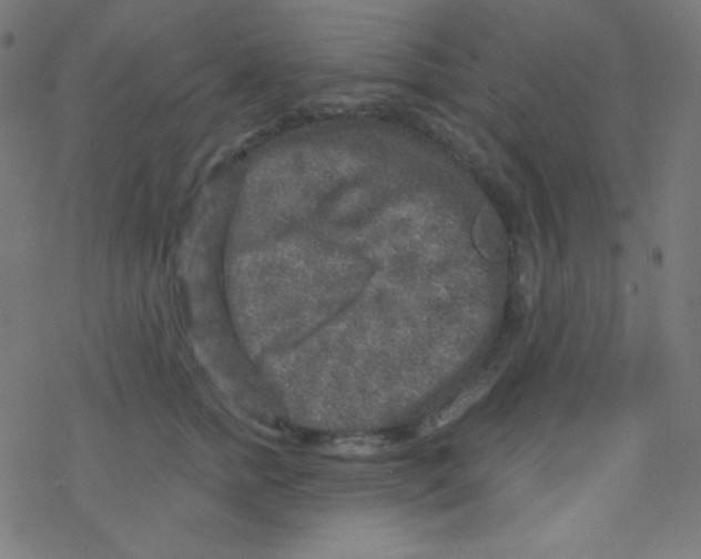 X0000078300758200612011834