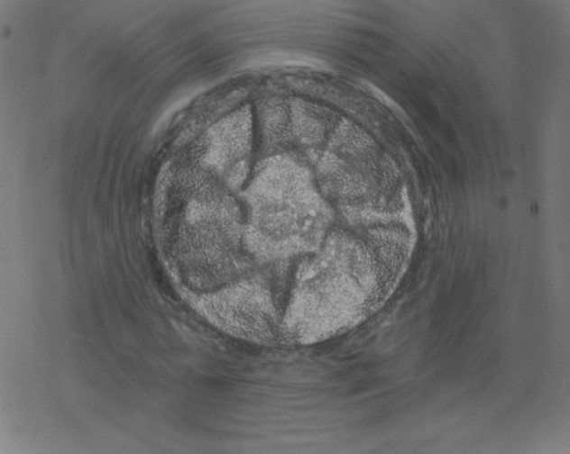 X0000078300775200612011834