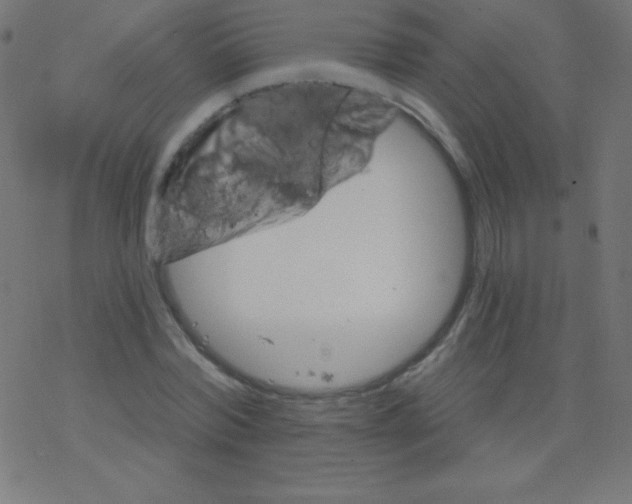 X0000078300780200612011833