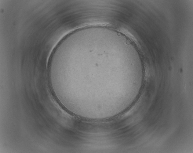 X0000078300836200612011832