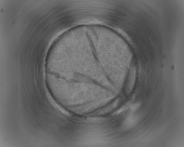 X0000078300840200612011832