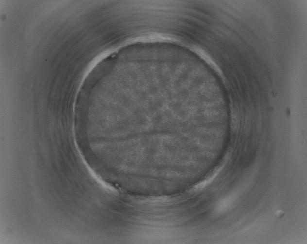 X0000078300845200612011833