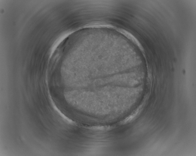 X0000078300855200612011833