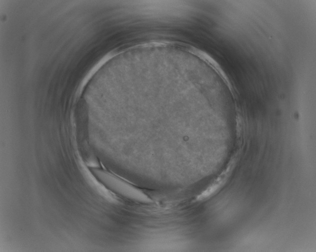 X0000078300859200612011833