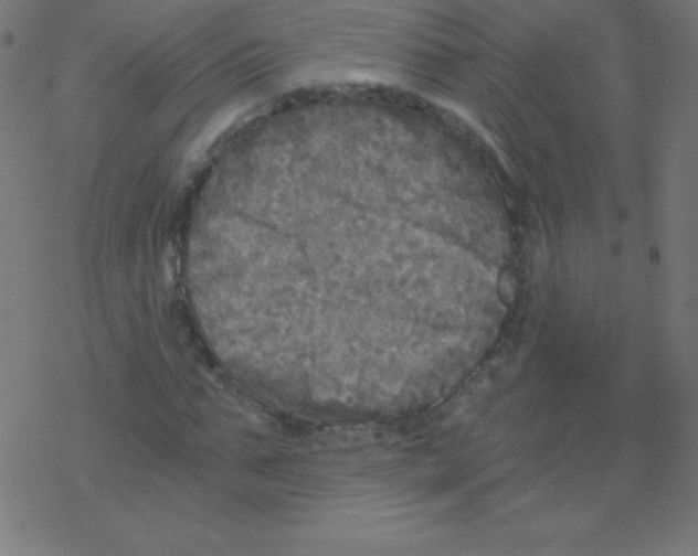 X0000078300871200612011832