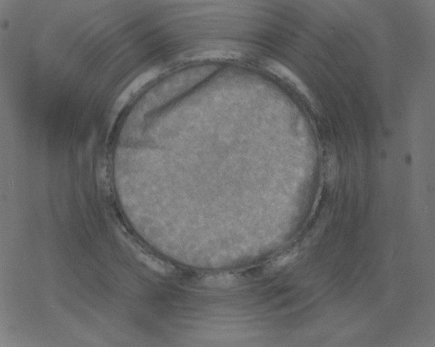 X0000078300882200612011832