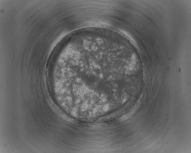 X0000078300899200612011832