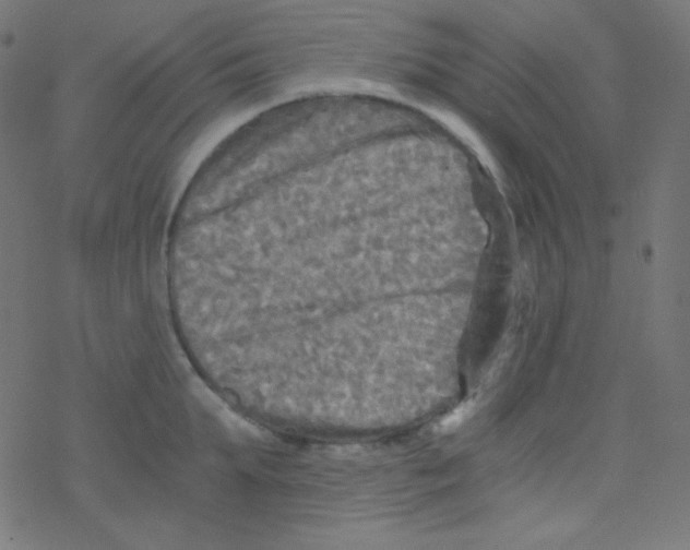 X0000078300903200612011831