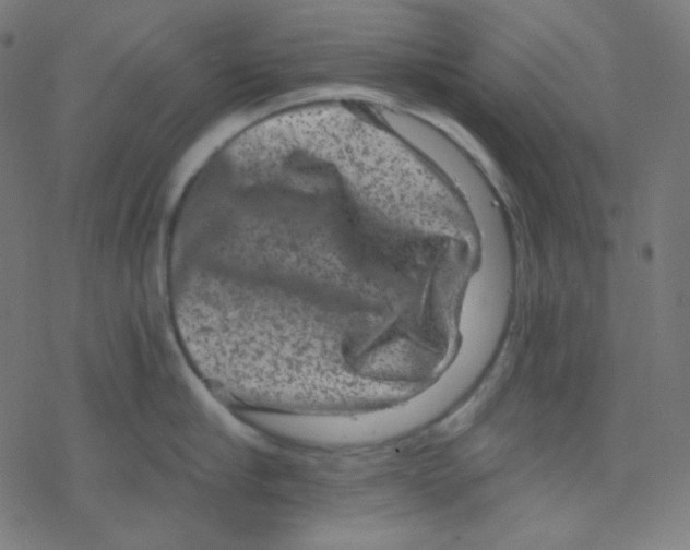 X0000078300910200612011831