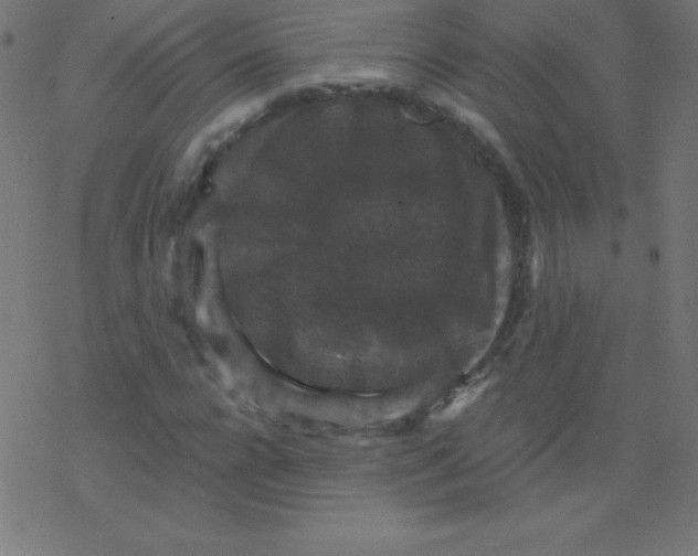 X0000078300920200612011831