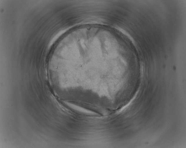 X0000078300925200612011831