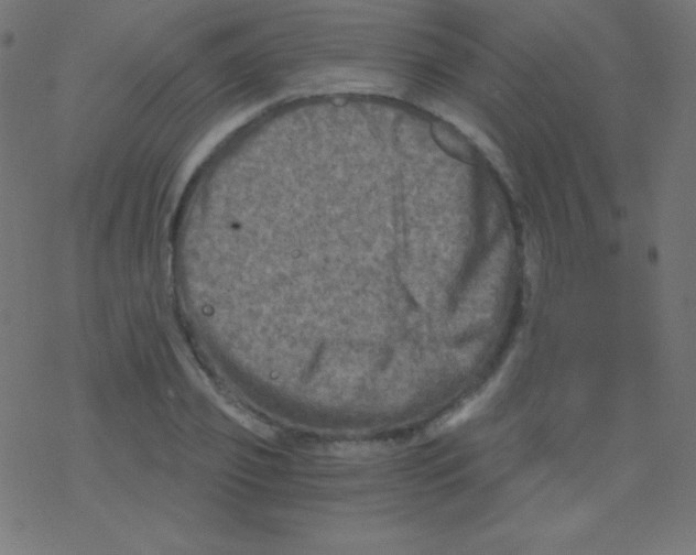 X0000078300933200612011831