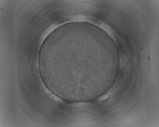 X0000078300950200612011831